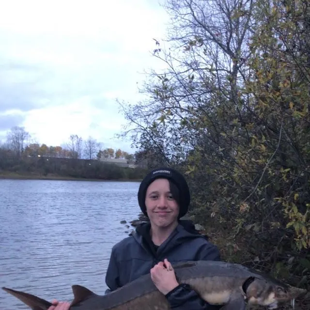 Lake sturgeon caught on Fishbrain