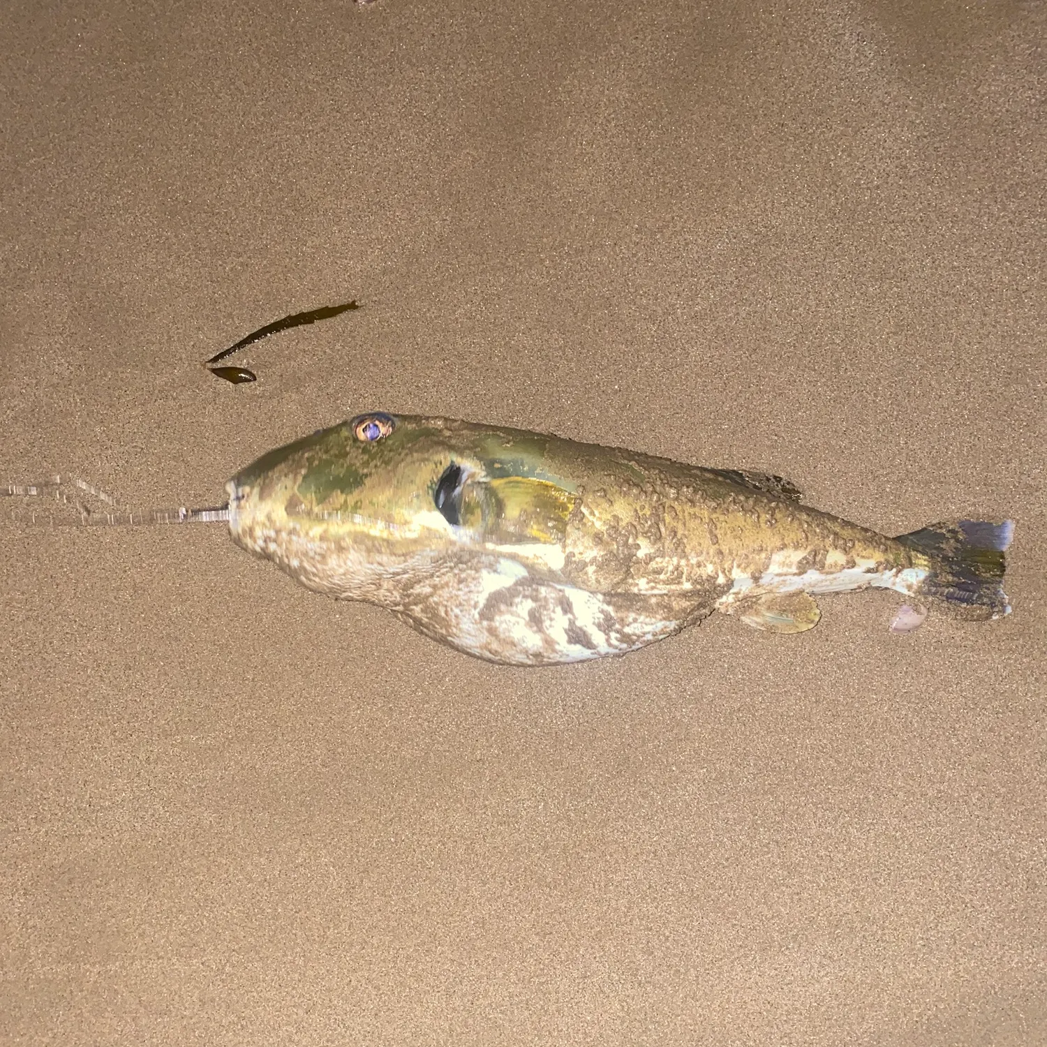 The most recent Smooth puffer catches on Fishbrain