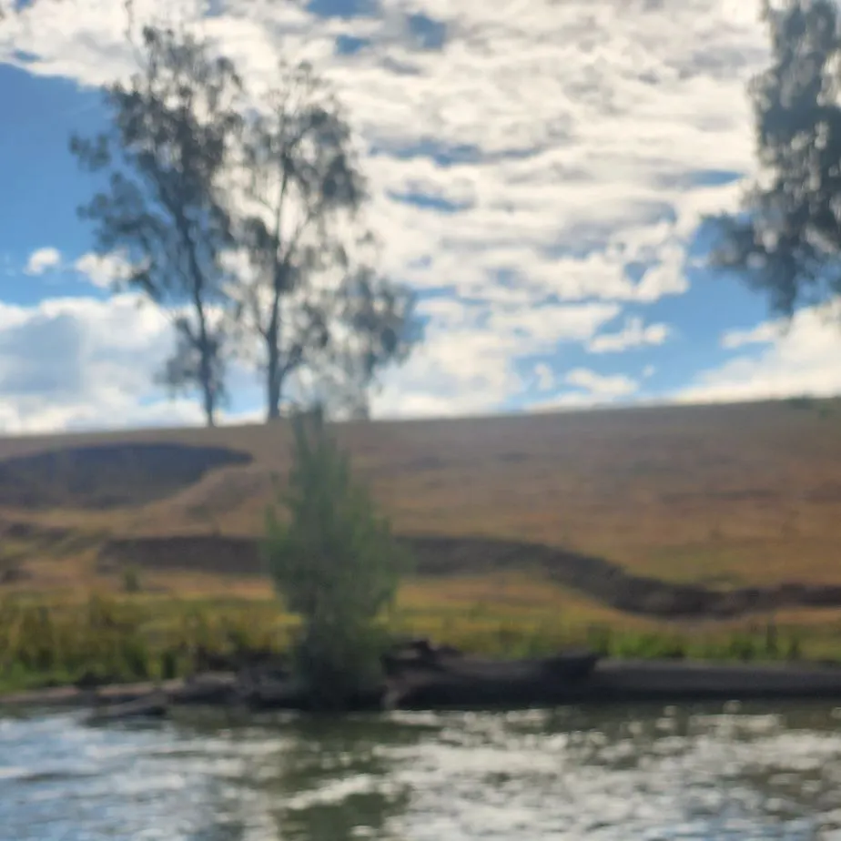 The most recent Barred grunt catches on Fishbrain