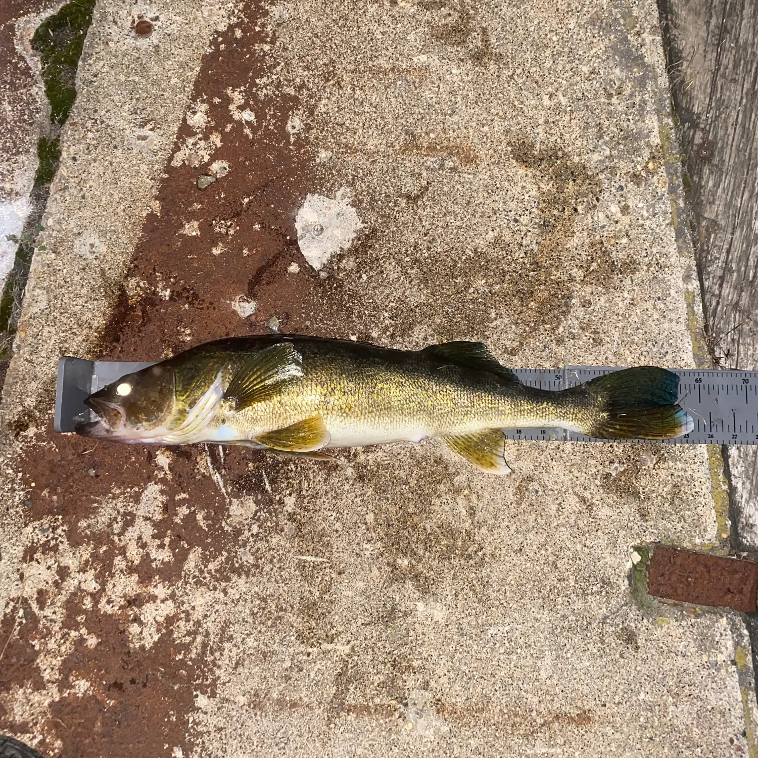 Walleye caught on Fishbrain