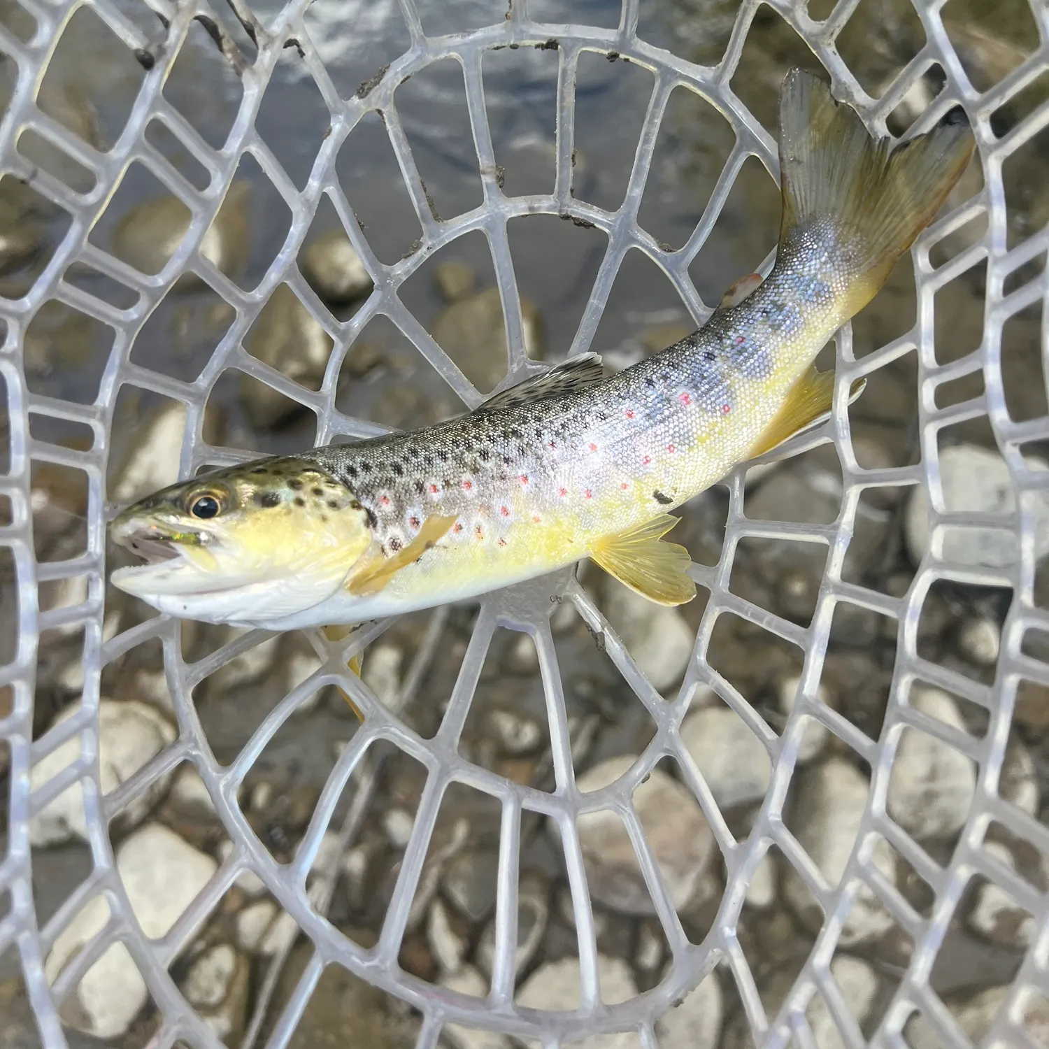 Brown trout caught on Fishbrain