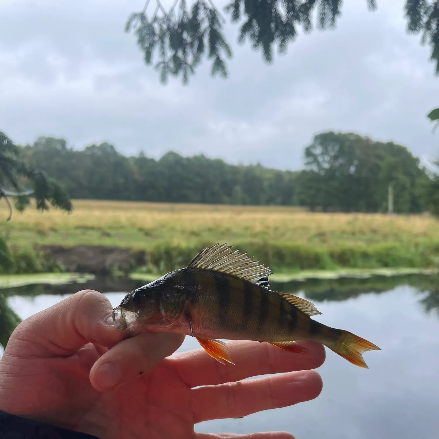 European perch caught on Fishbrain