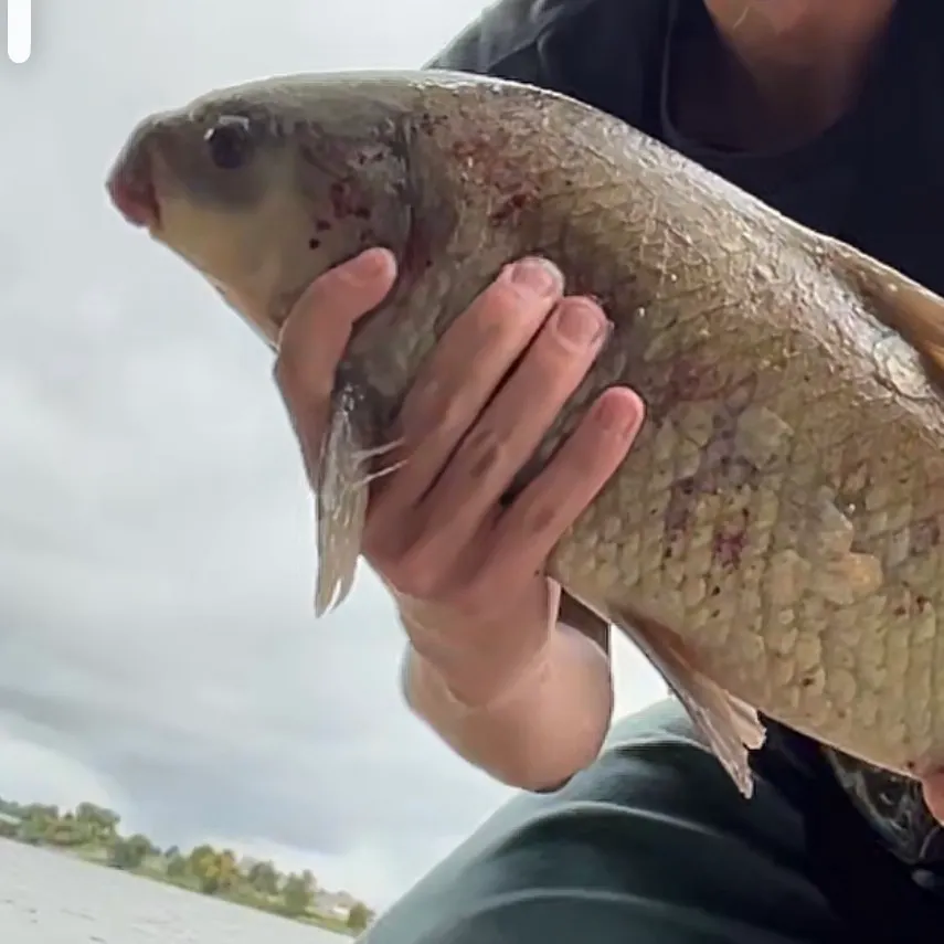 Grass carp caught on Fishbrain