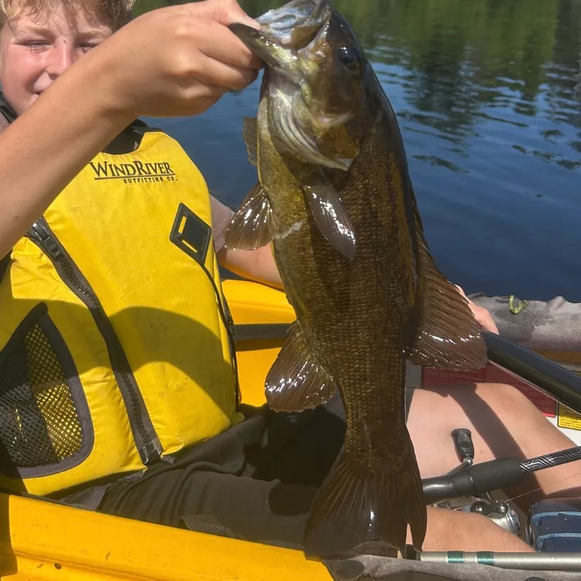 Smallmouth bass caught on Fishbrain