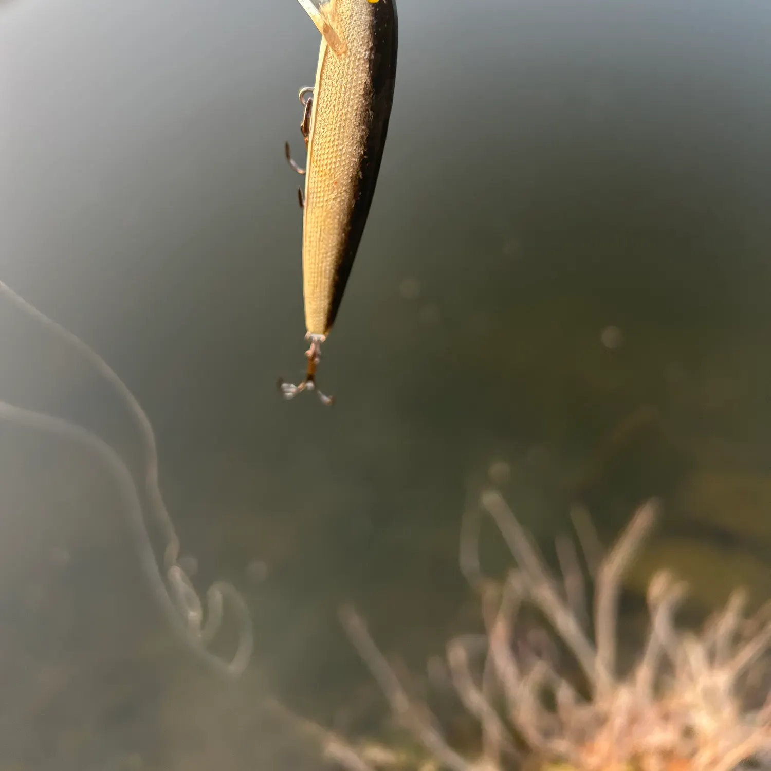 The most recent Grass pickerel catches on Fishbrain