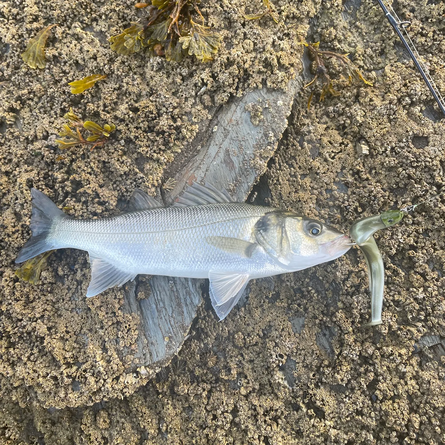 European seabass caught on Fishbrain