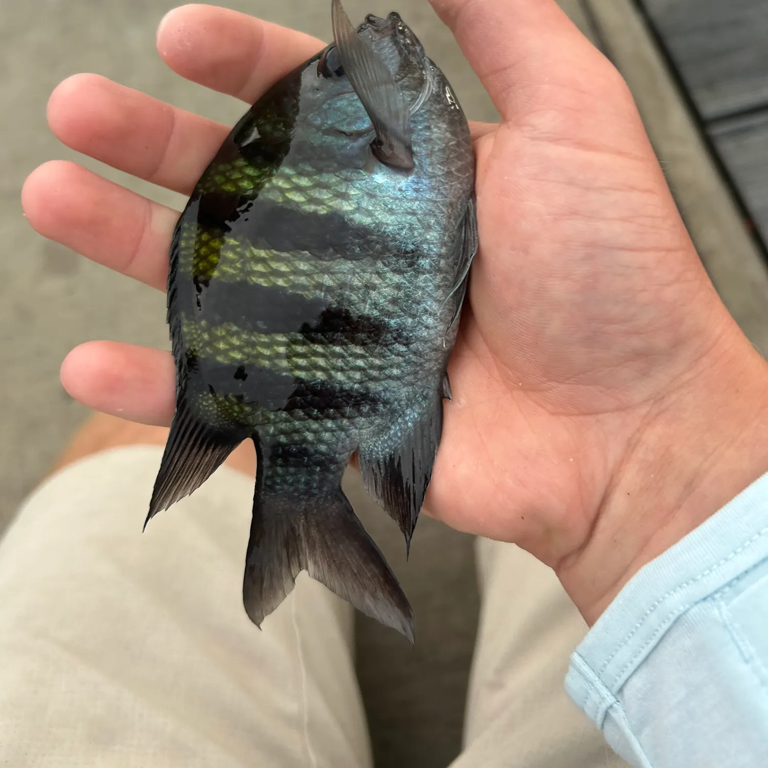 Sergeant-major caught on Fishbrain