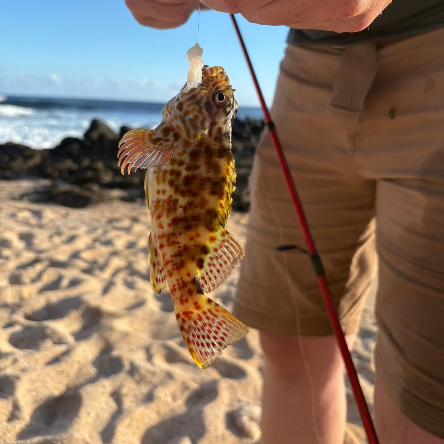 The most recent Orange-spotted grouper catches on Fishbrain