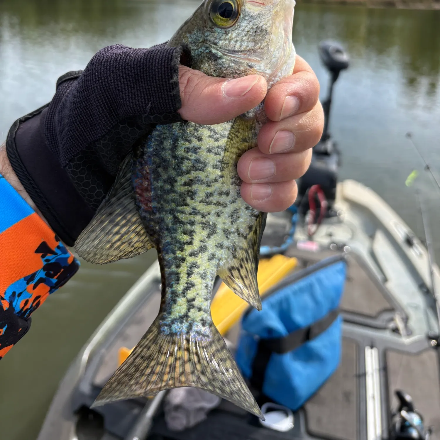 Black crappie caught on Fishbrain