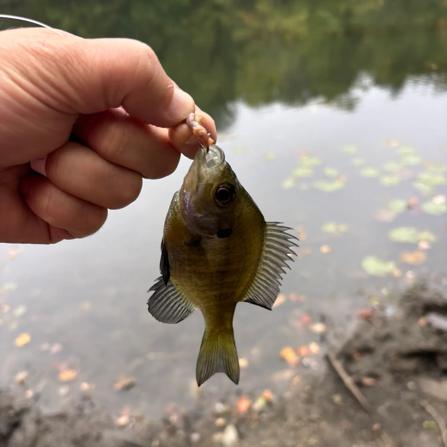 Bluegill caught on Fishbrain