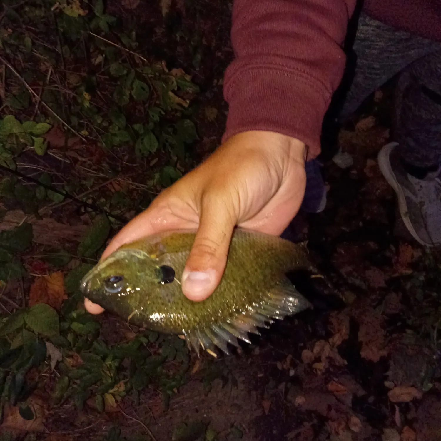 Bluegill caught on Fishbrain