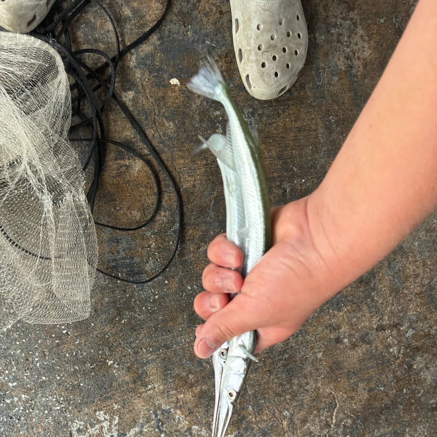 The most recent Flat needlefish catches on Fishbrain