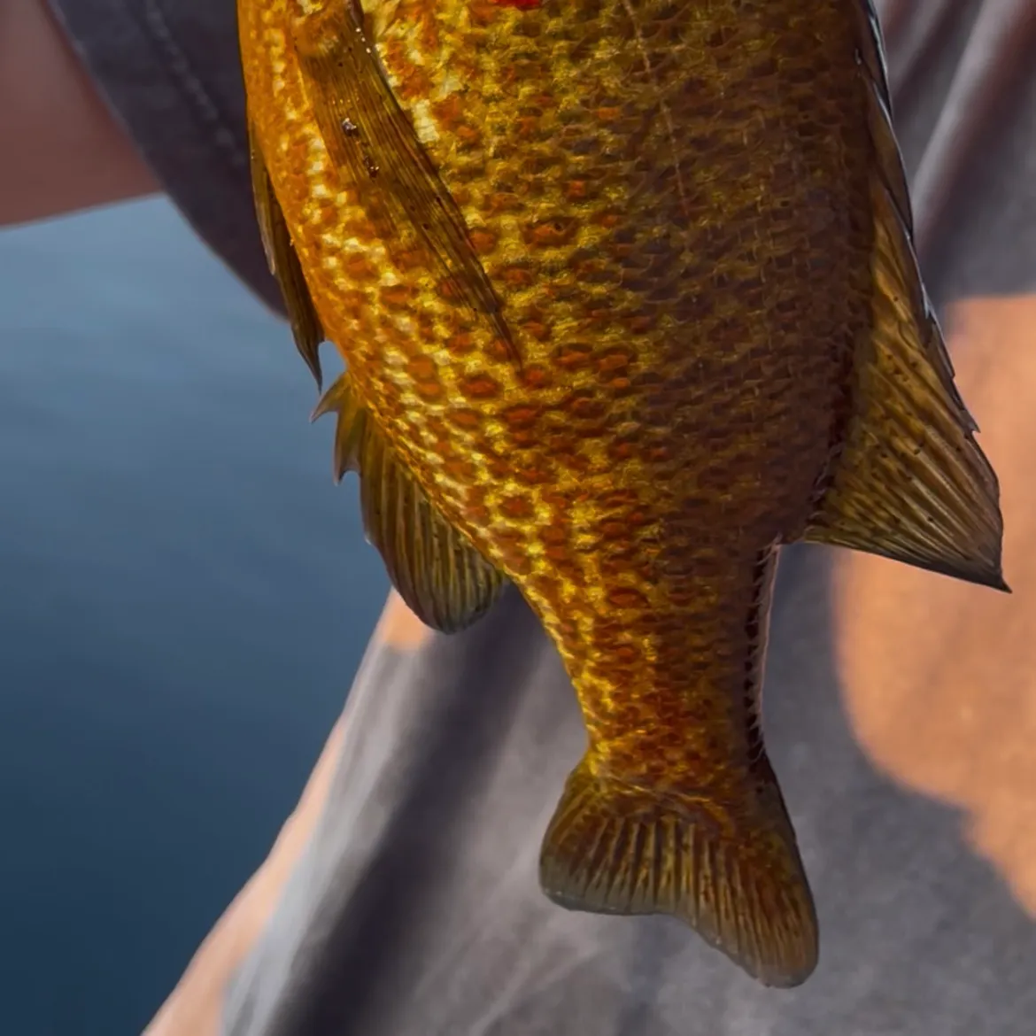 Pumpkinseed caught on Fishbrain