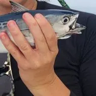 The most recent Little tunny catches on Fishbrain