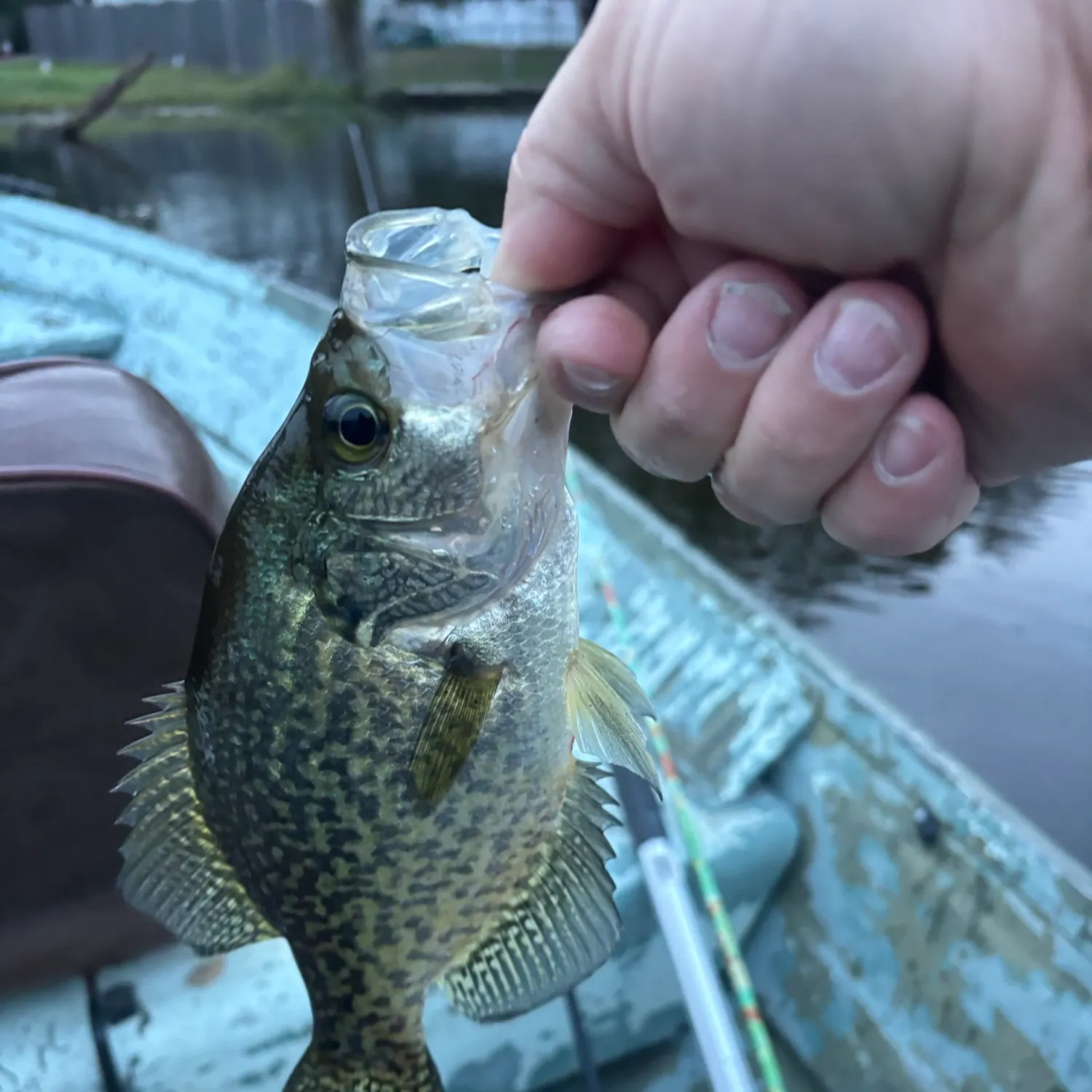 Black crappie caught on Fishbrain