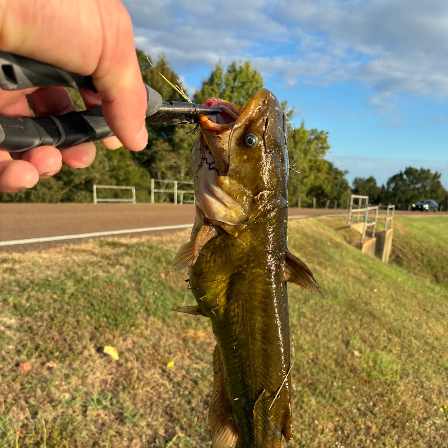 Yellow bullhead caught on Fishbrain