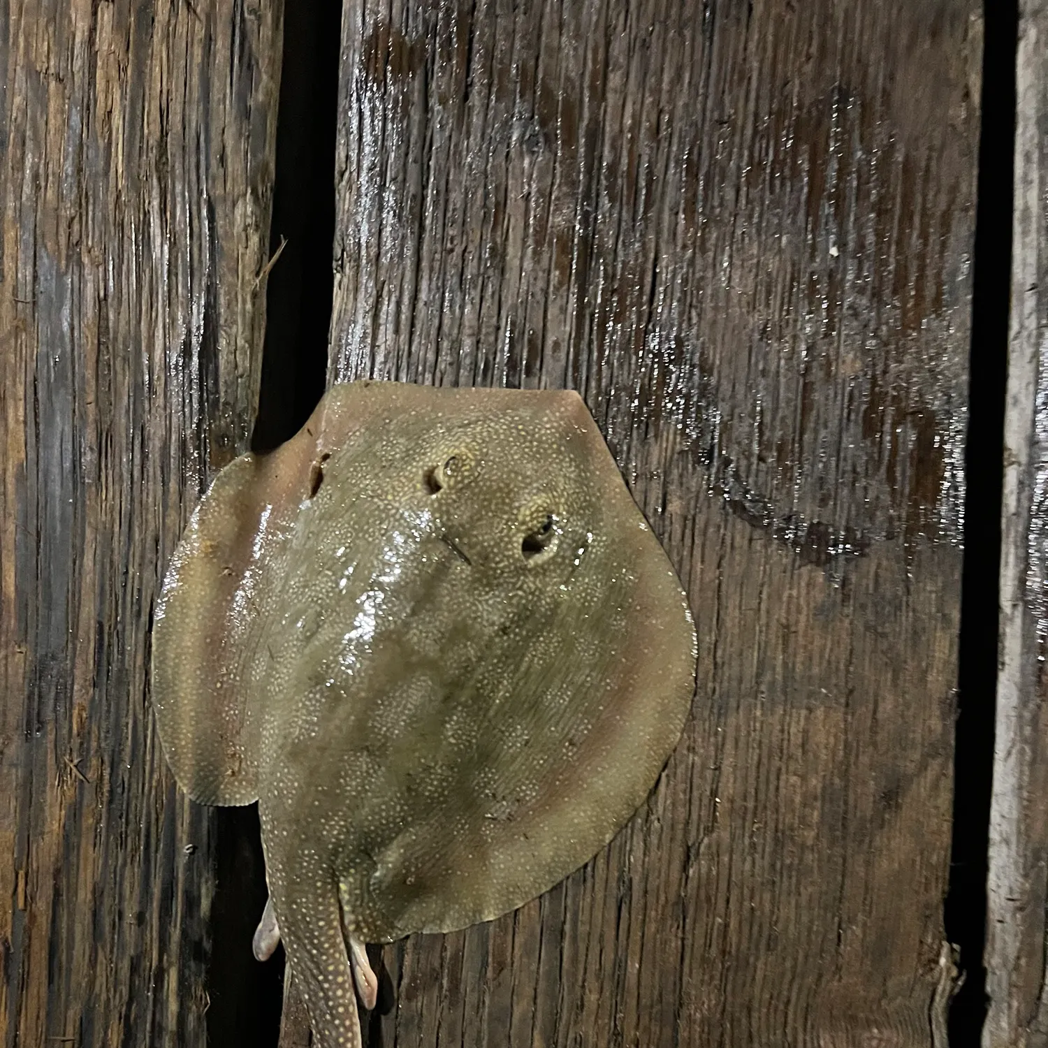 The most recent Haller's round ray catches on Fishbrain