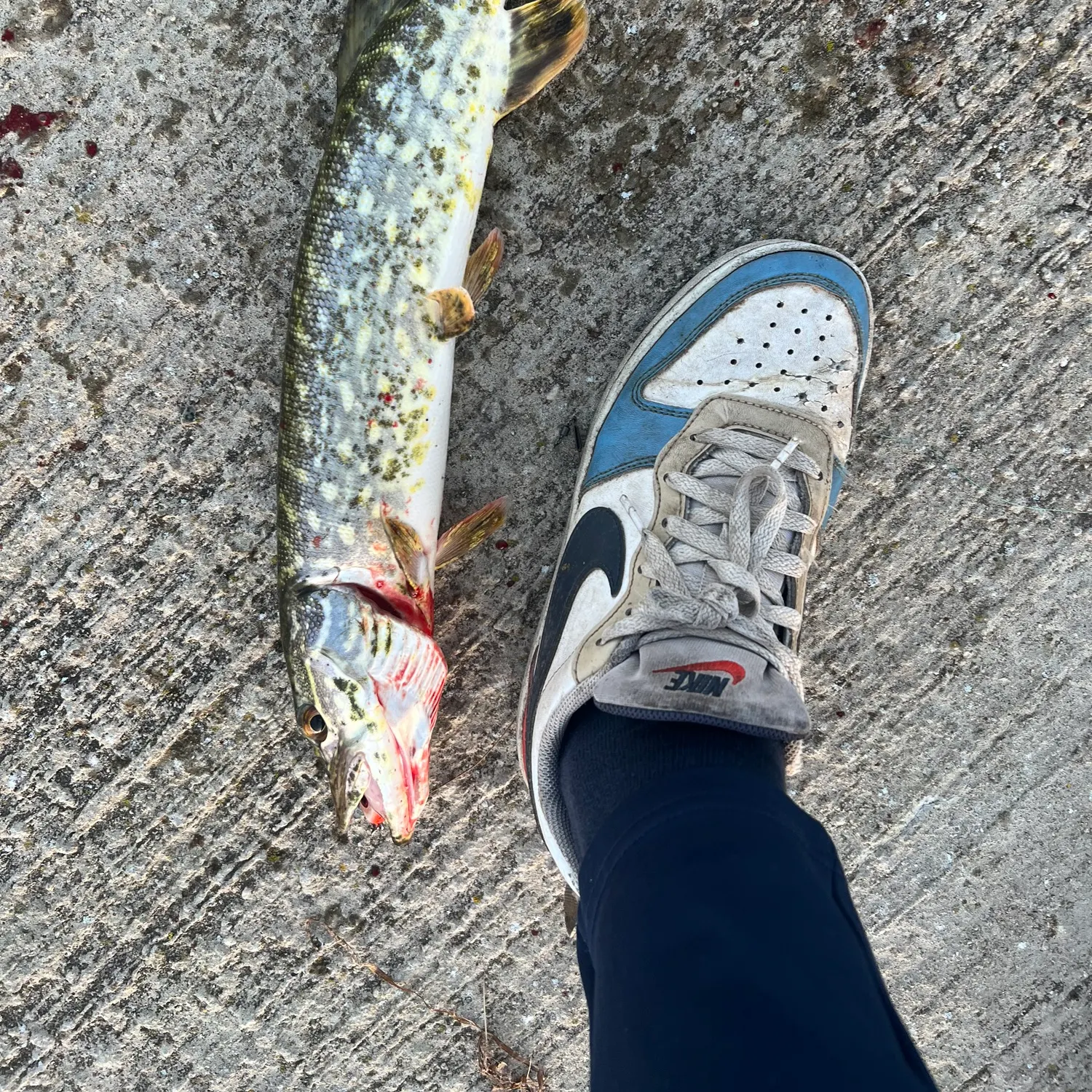 Northern pike caught on Fishbrain