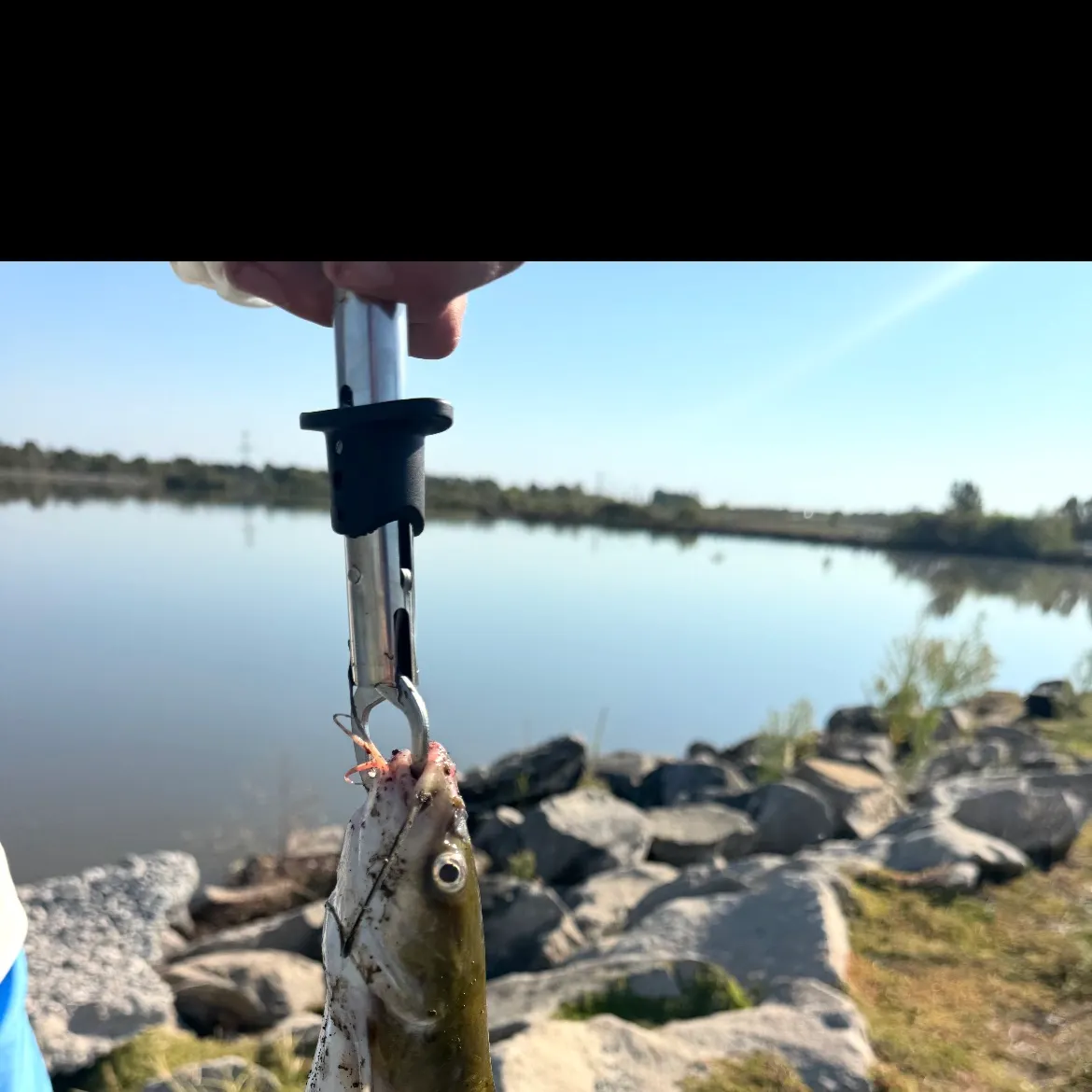 Channel catfish caught on Fishbrain