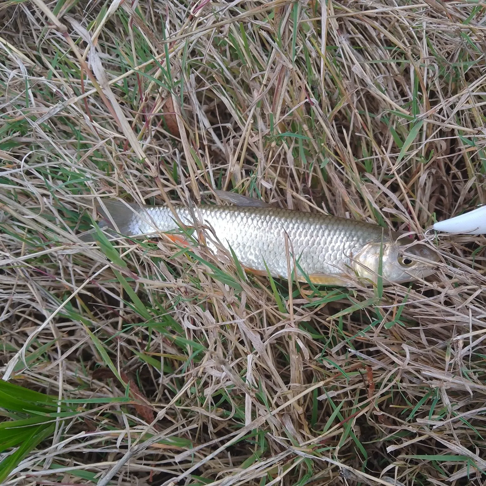 European chub caught on Fishbrain