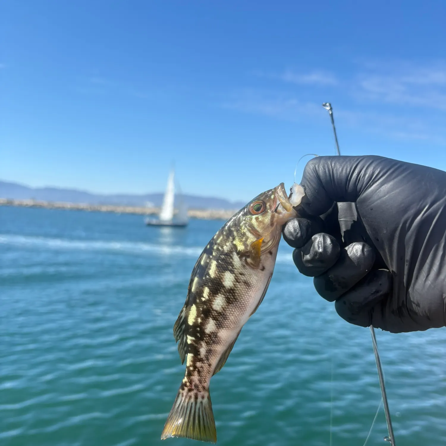 Kelp bass caught on Fishbrain