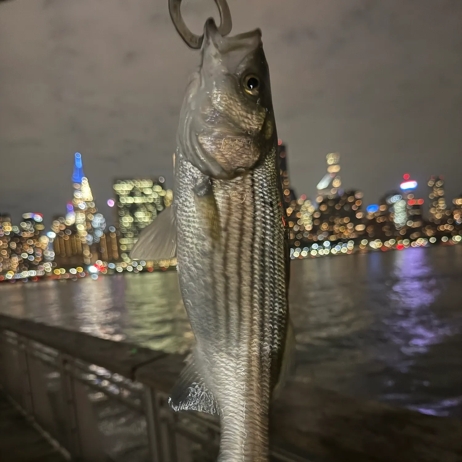 Striped bass caught on Fishbrain
