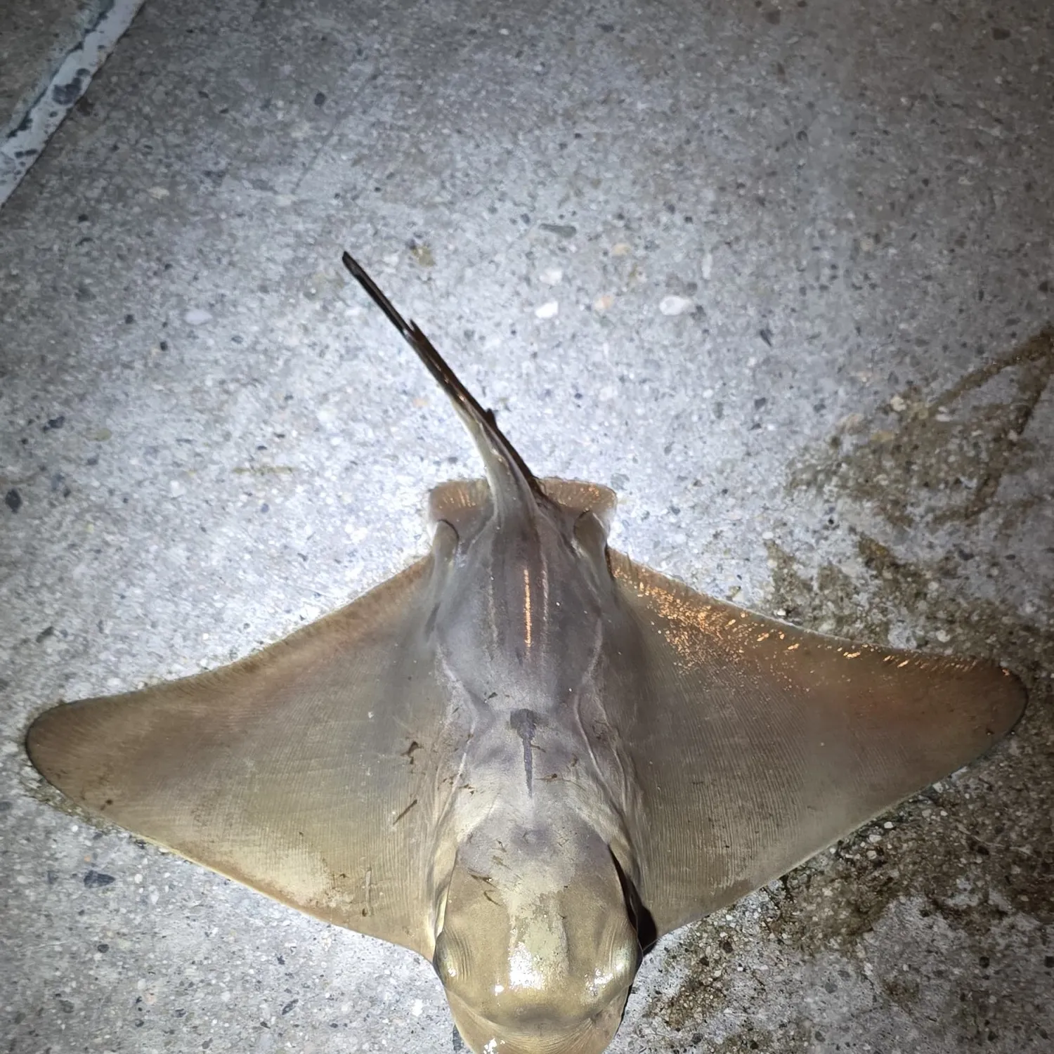 Bat eagle ray caught on Fishbrain