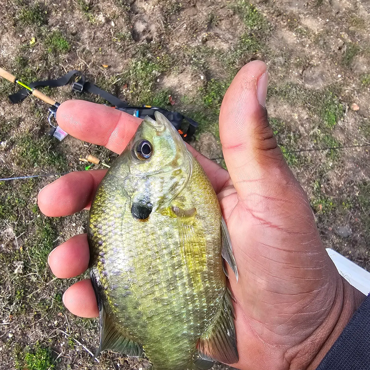 The most recent Redear sunfish catches on Fishbrain