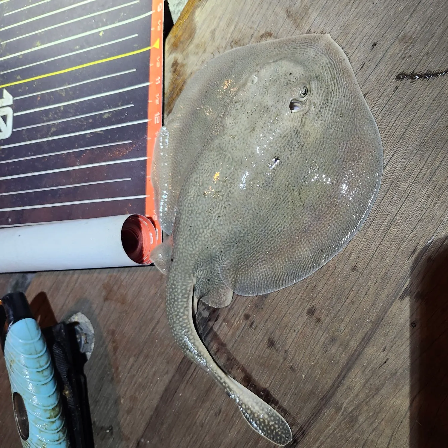 Haller's round ray caught on Fishbrain