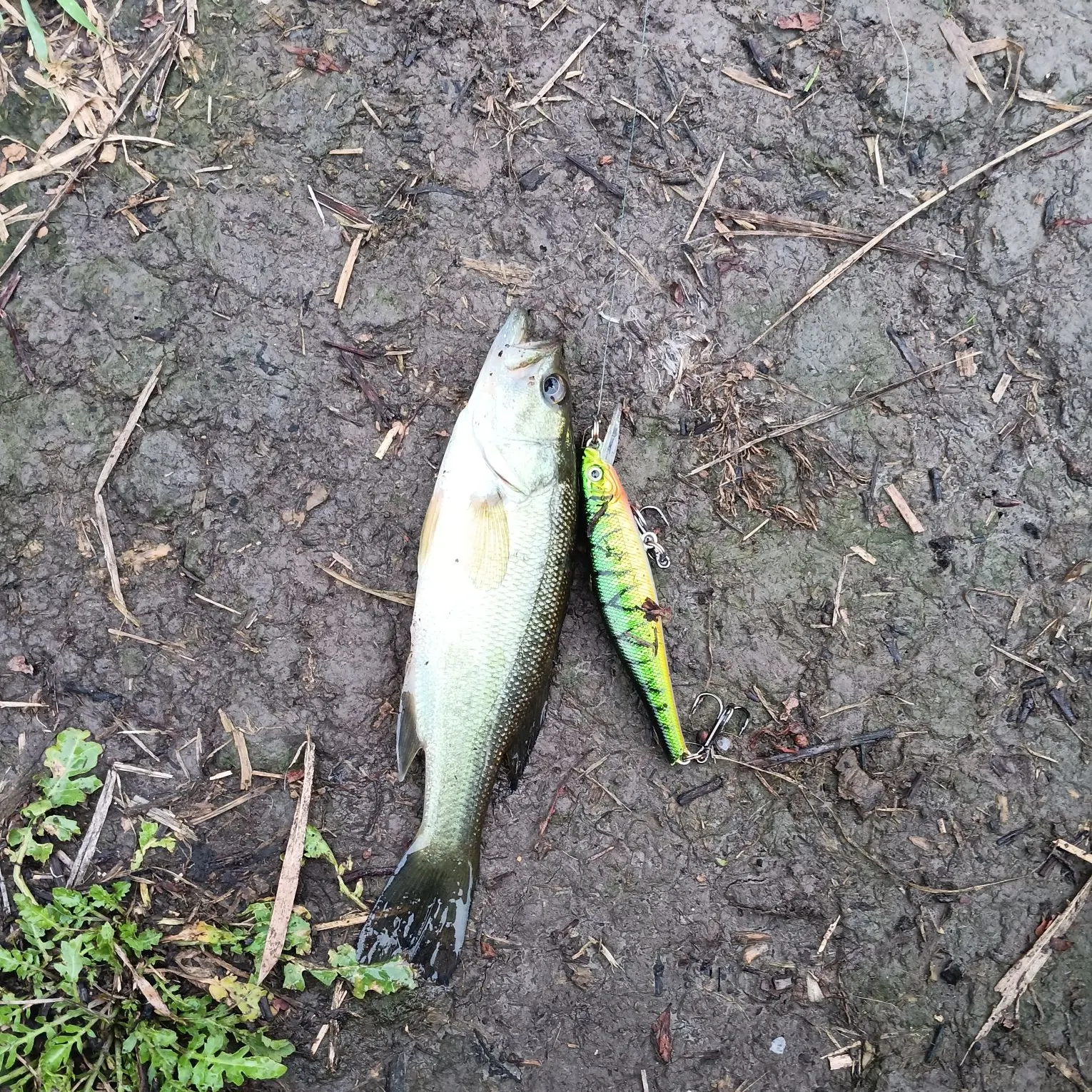 Largemouth bass caught on Fishbrain
