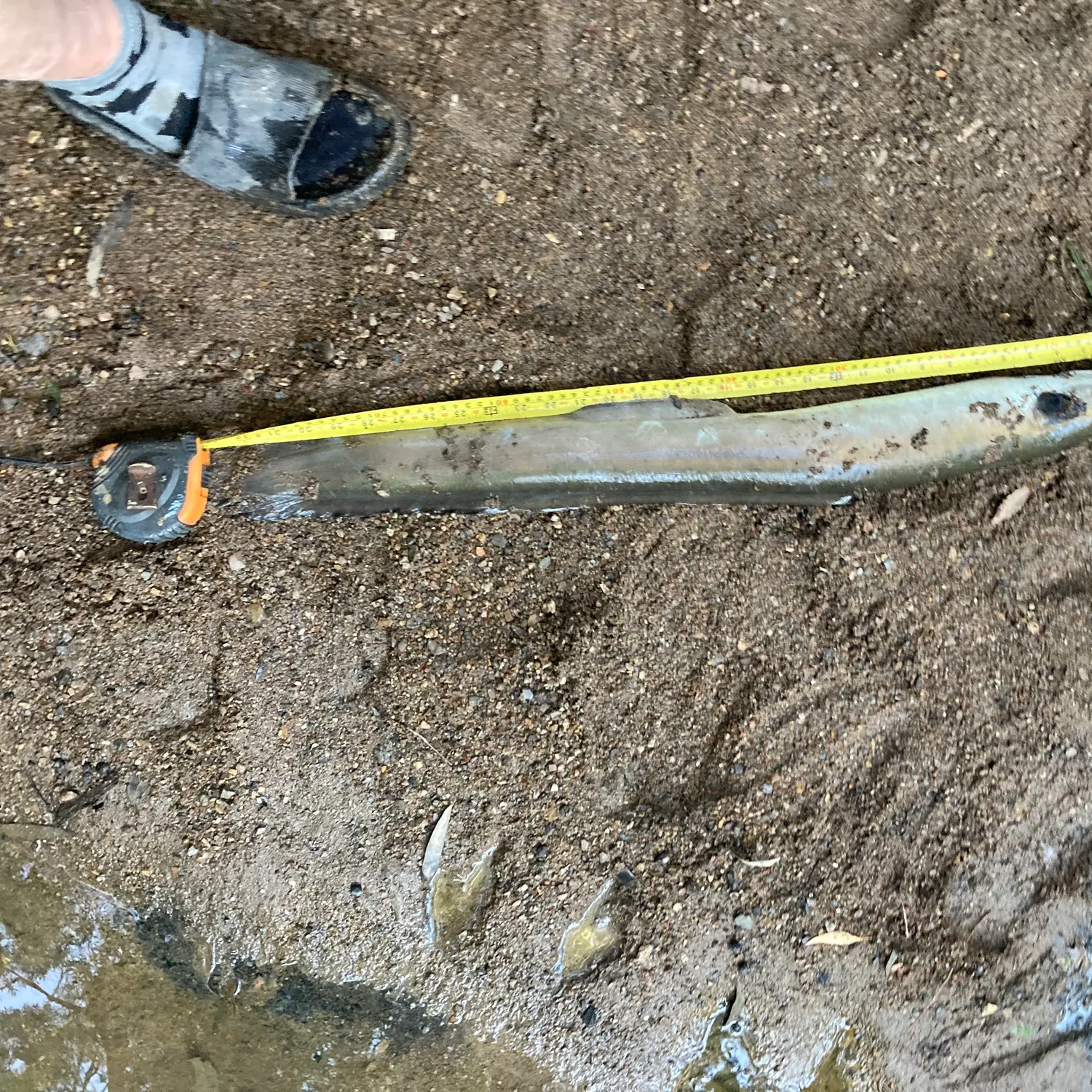The most recent Shortfin eel catches on Fishbrain