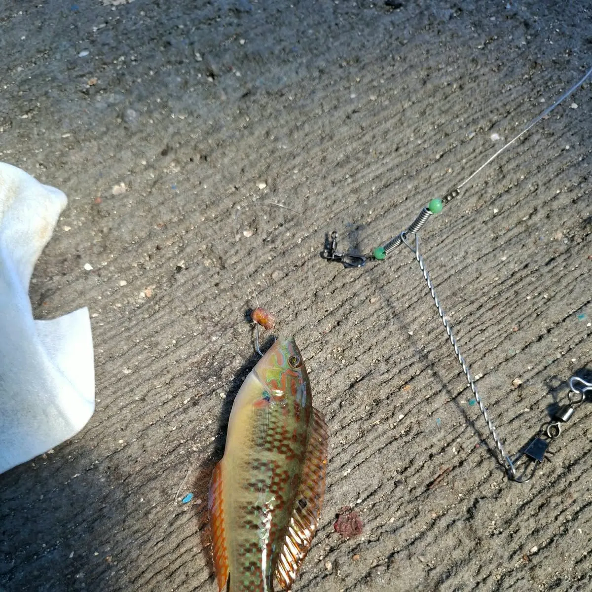 The most recent Slippery dick wrasse catches on Fishbrain