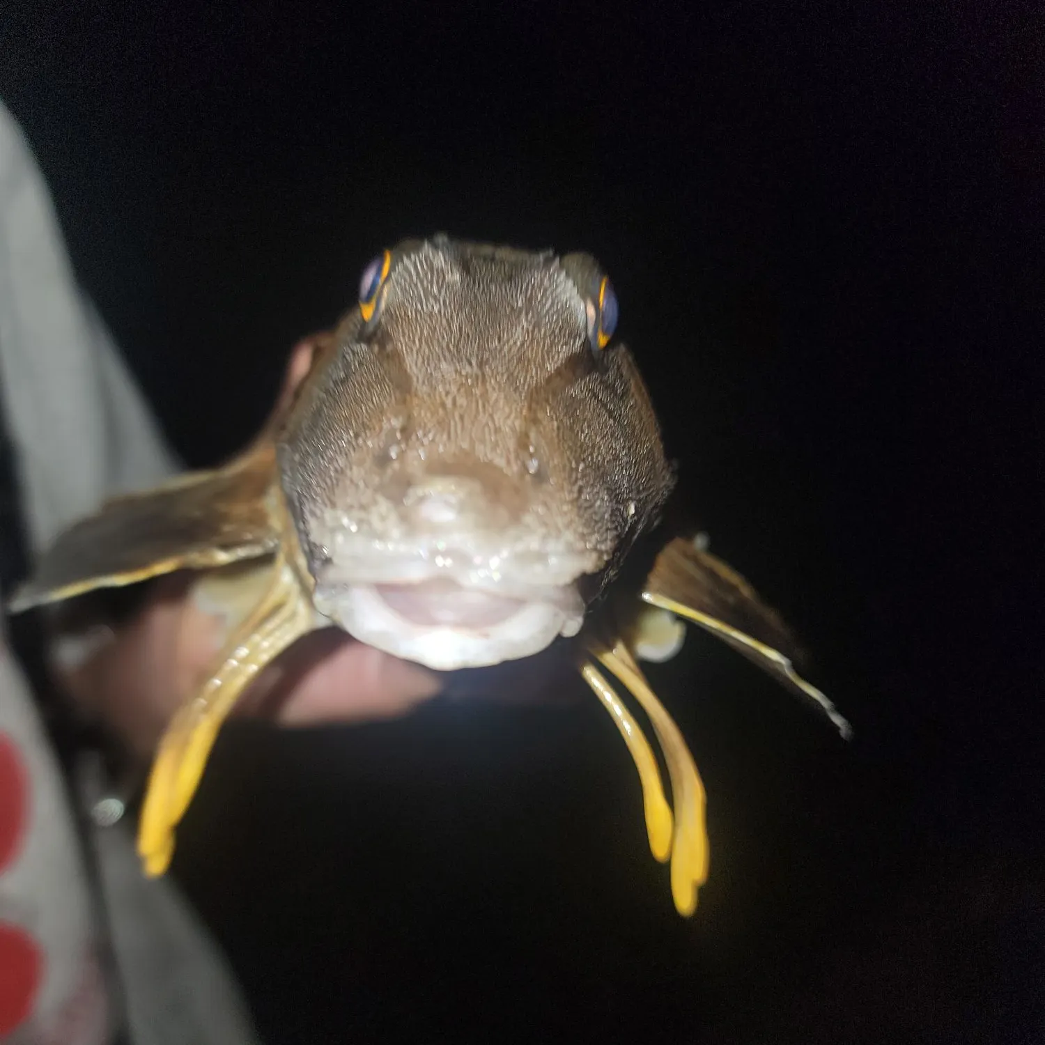 The most recent Lumptail searobin catches on Fishbrain