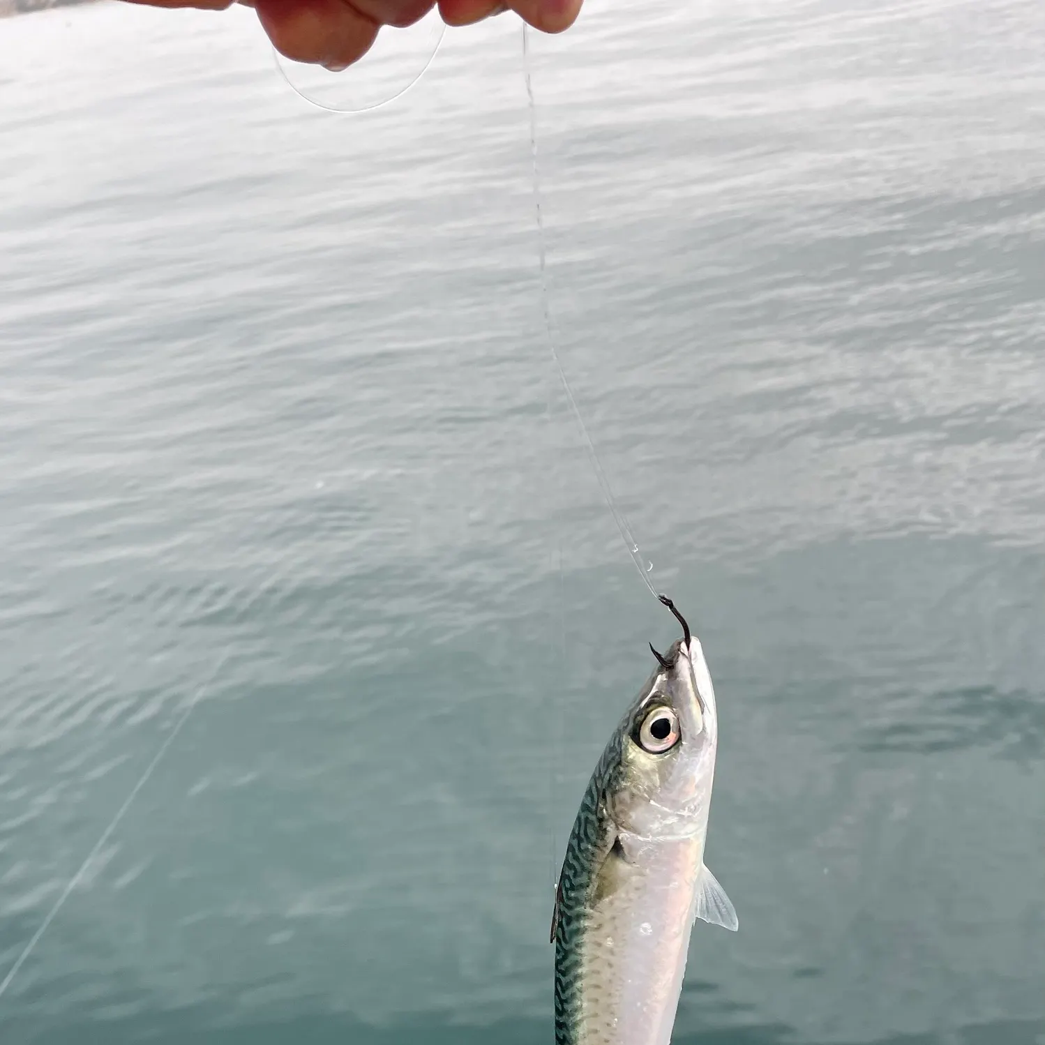 The most recent Pacific chub mackerel catches on Fishbrain