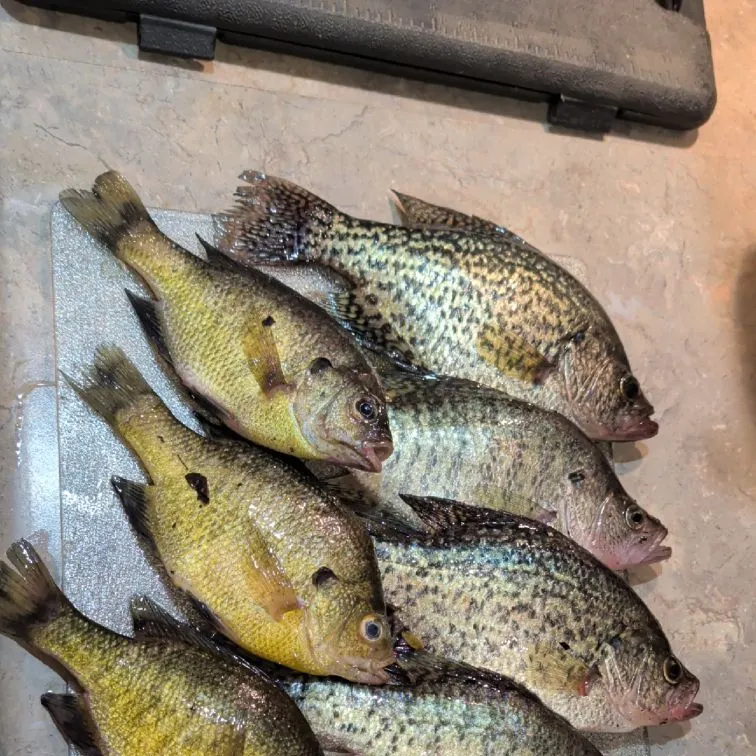 Fish caught on Fishbrain