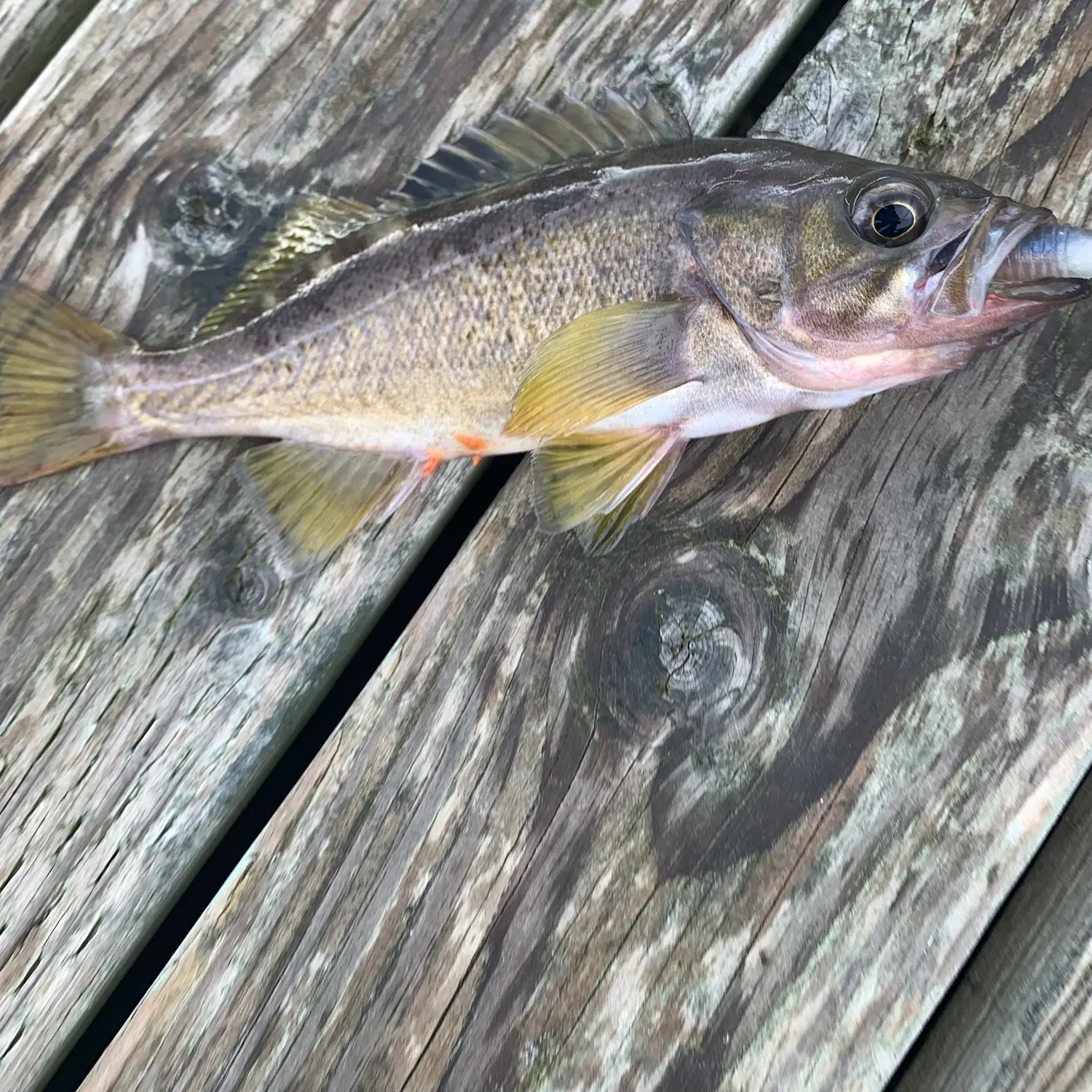 The most recent Yellowtail rockfish catches on Fishbrain