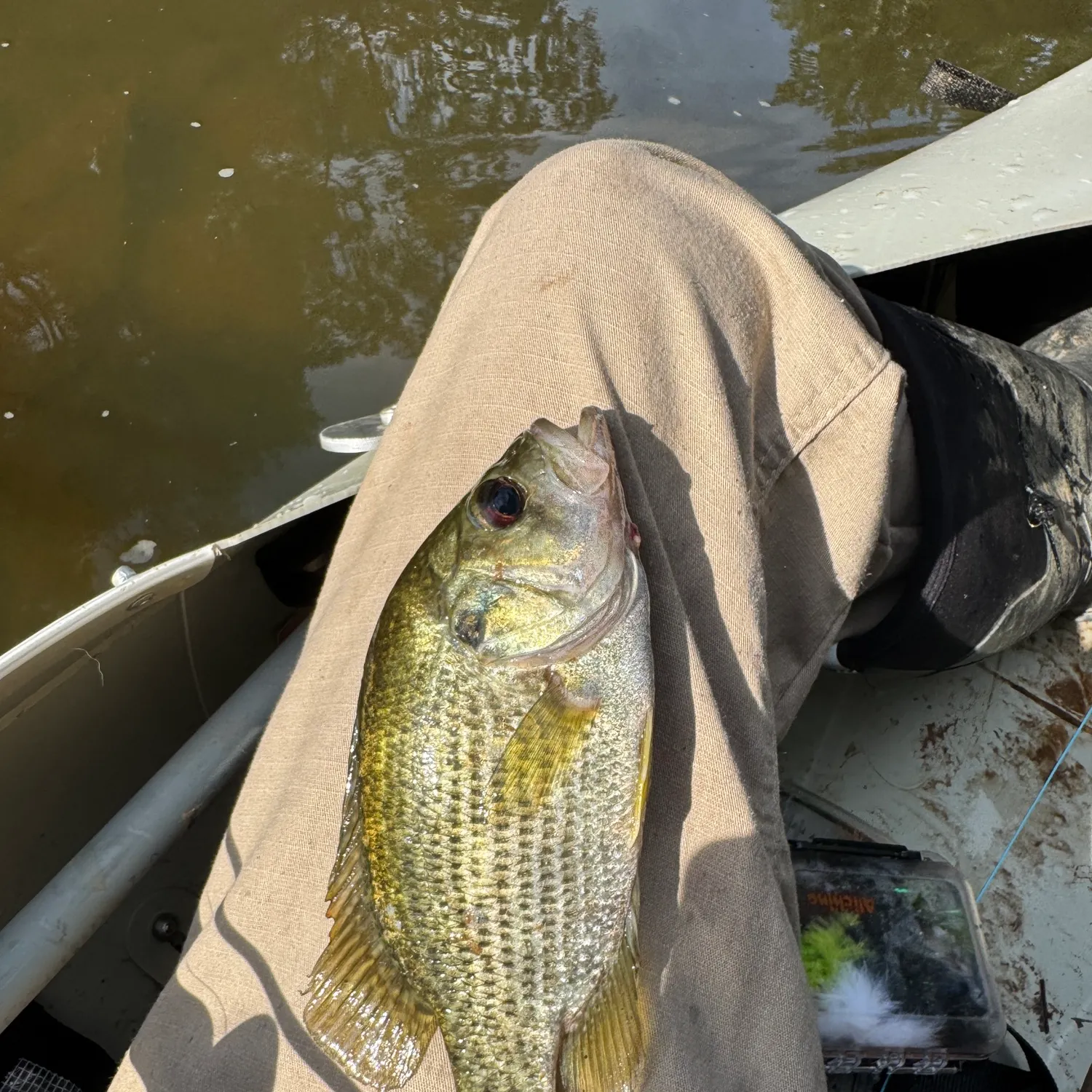 Rock bass caught on Fishbrain