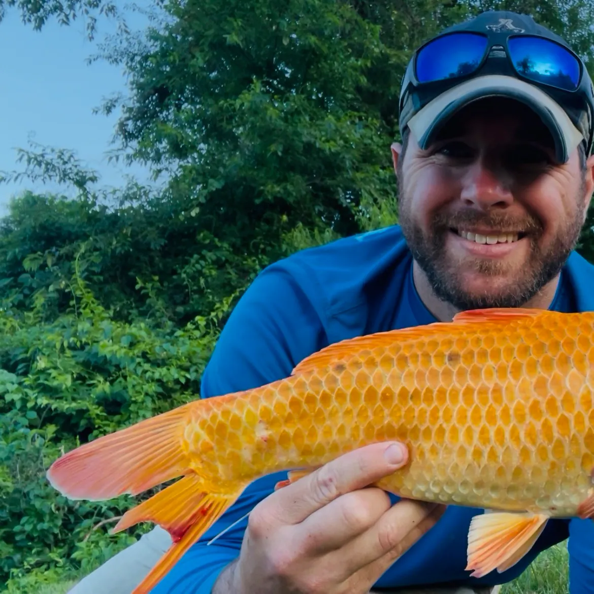 The most recent Koi carp catches on Fishbrain