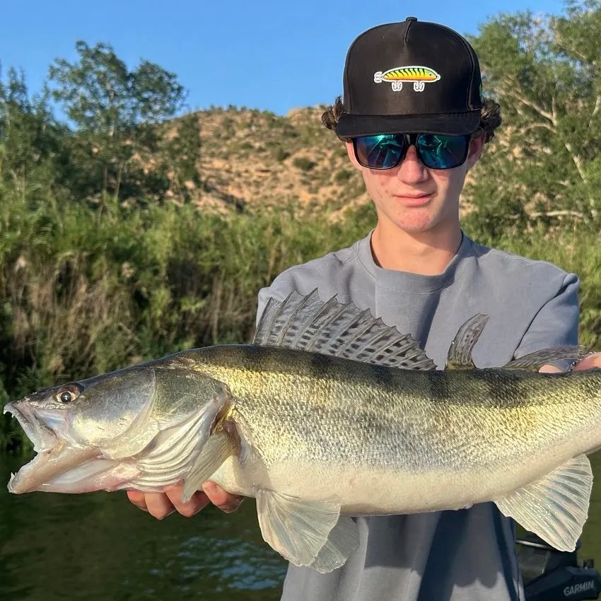 Zander caught on Fishbrain