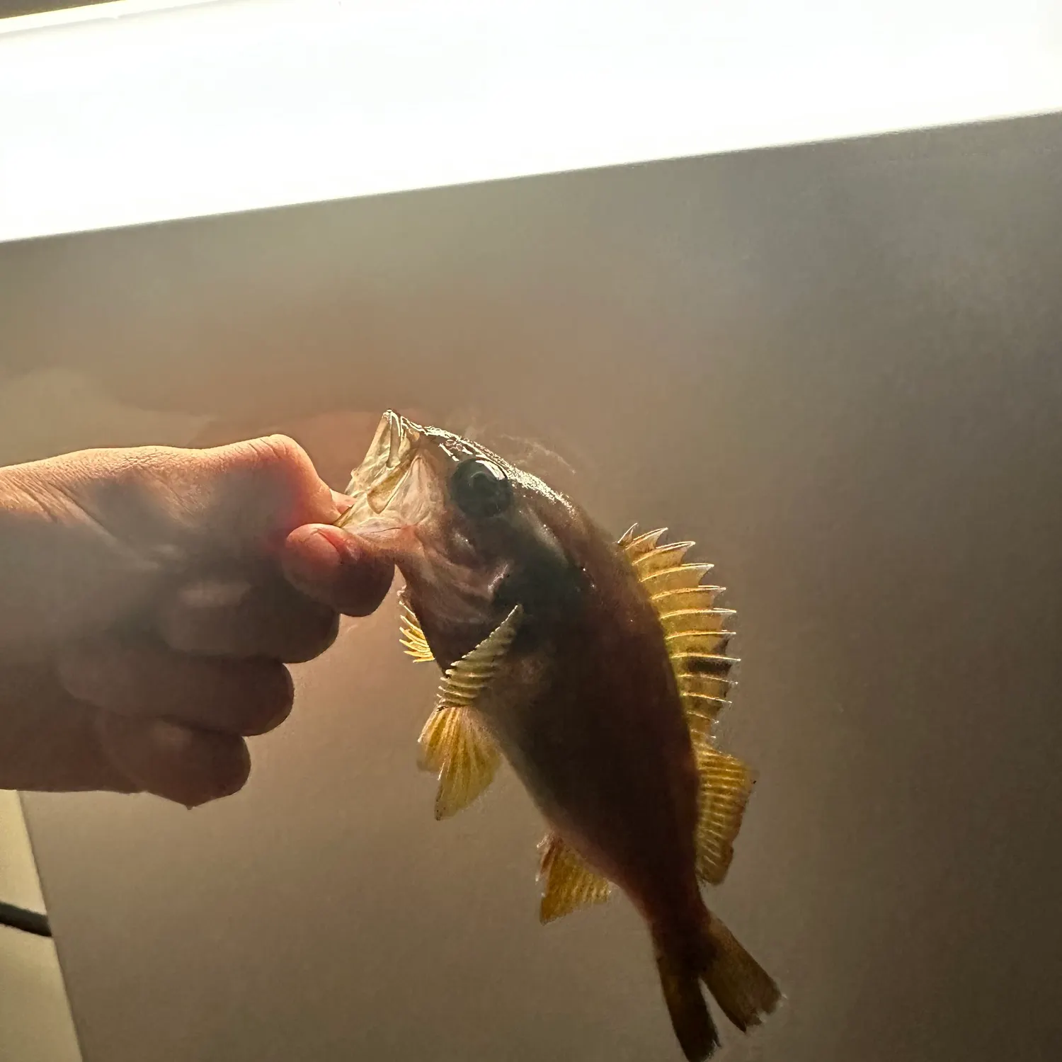 The most recent Yellowtail rockfish catches on Fishbrain