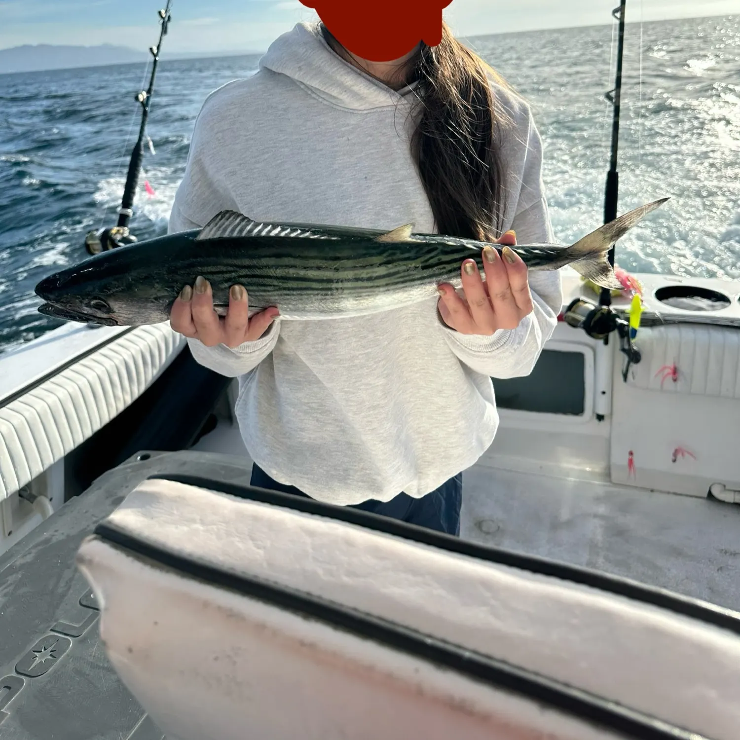 The most recent Pacific bonito catches on Fishbrain