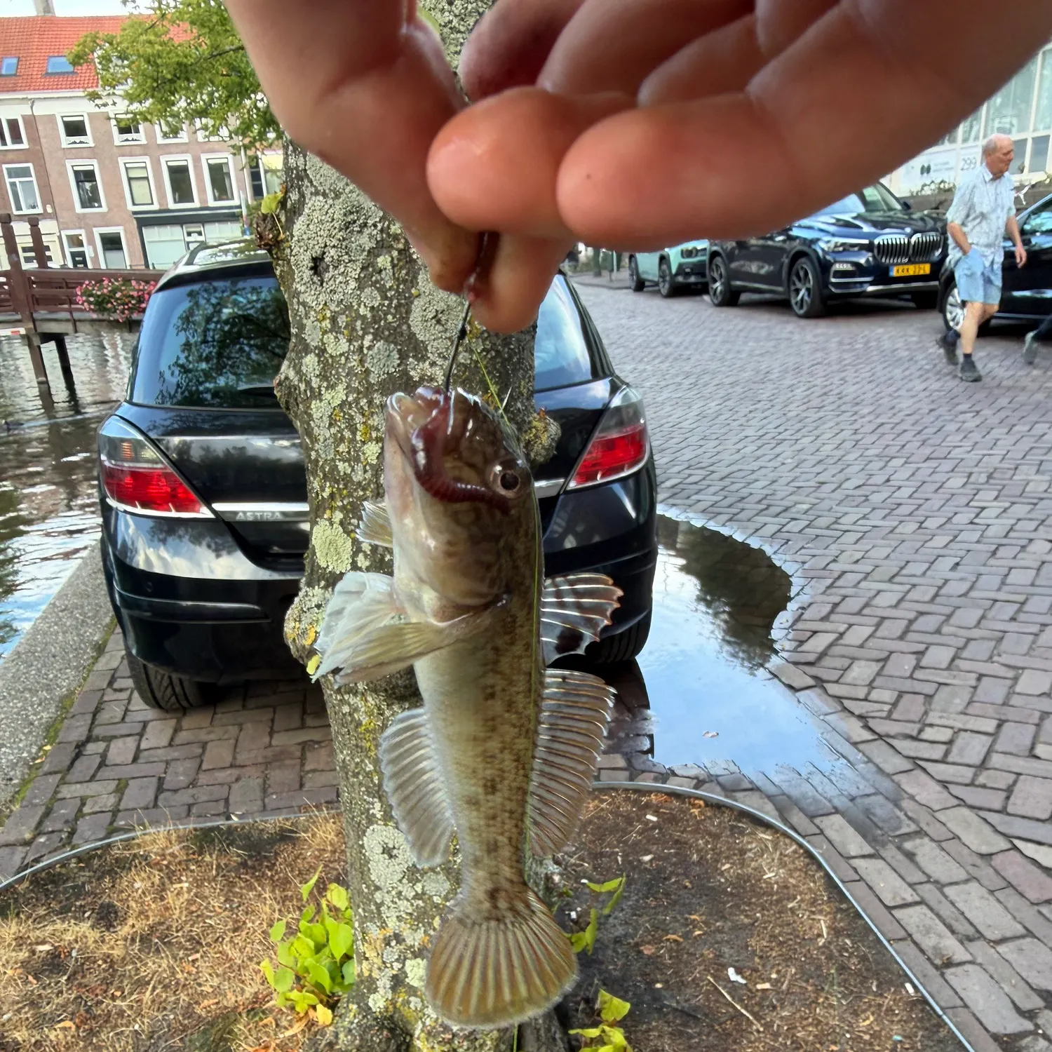 Round goby caught on Fishbrain