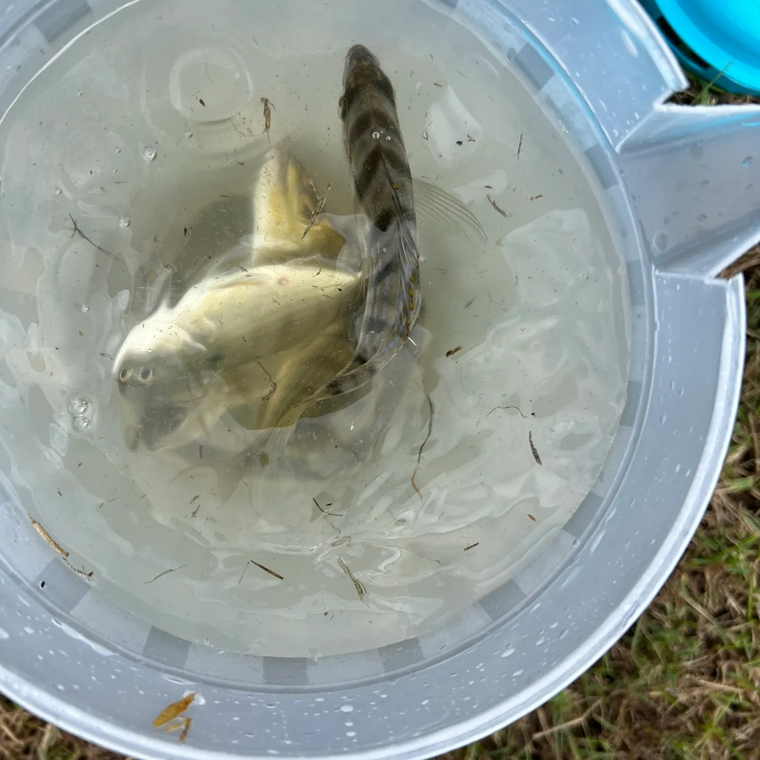 Pinfish caught on Fishbrain