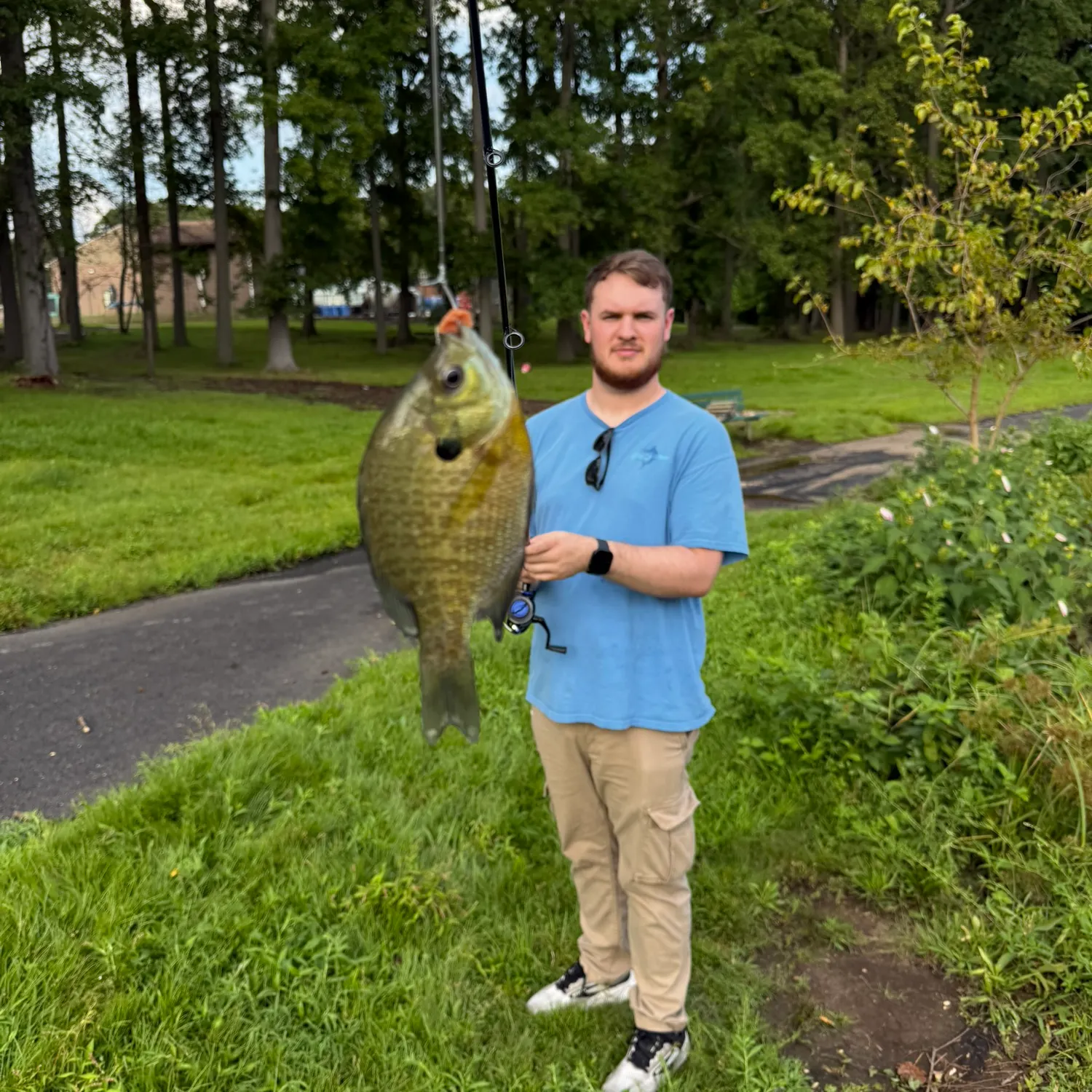 Bluegill caught on Fishbrain