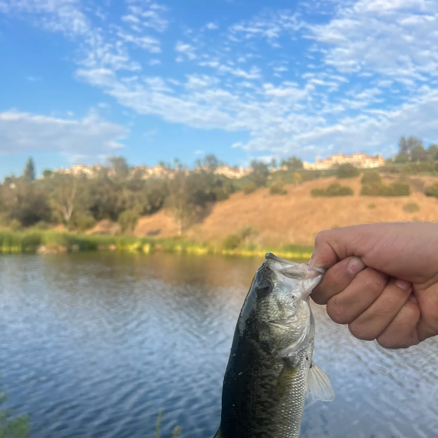 Fish caught on Fishbrain