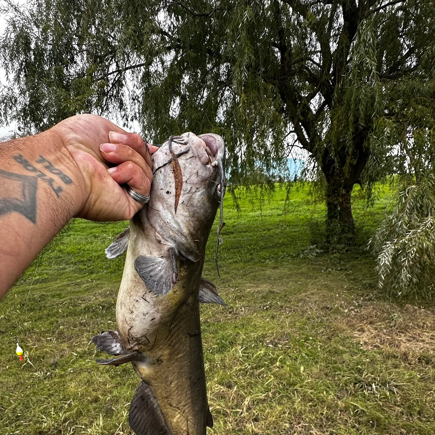 Channel catfish caught on Fishbrain