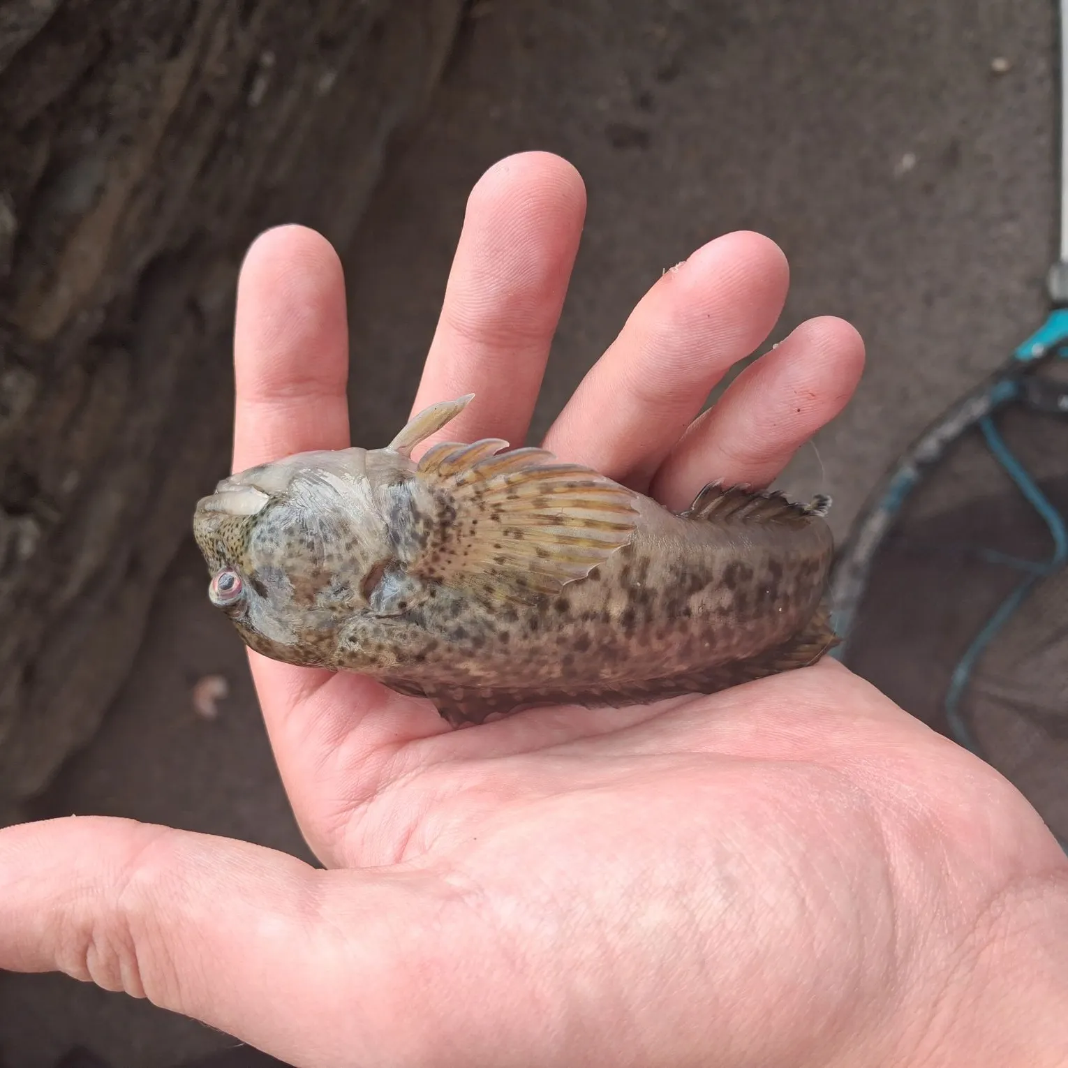 The most recent Shanny catches on Fishbrain