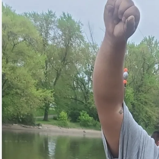 Freshwater drum caught on Fishbrain