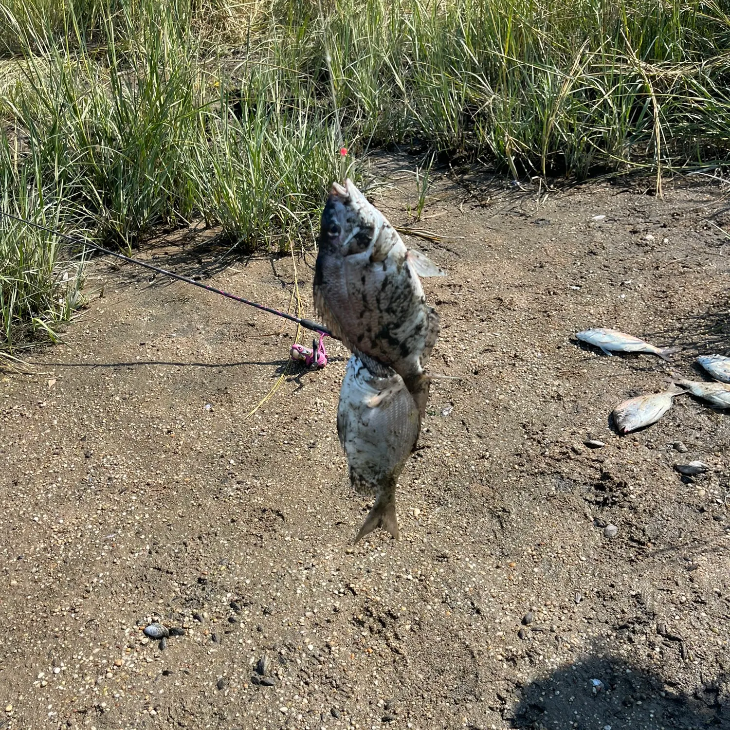 Fish caught on Fishbrain