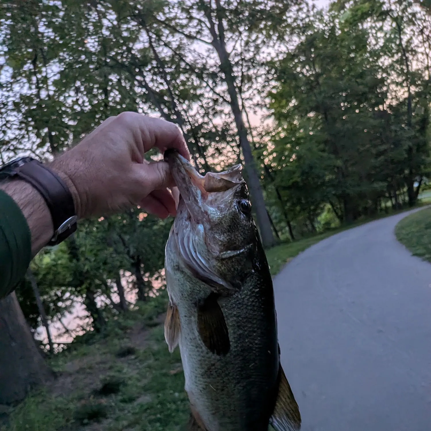 catch